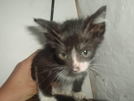 Huskat Flagermus - derfor hedder han flagermus. hans pels er så tynd, at hans ører pludselig ser meget store ud. billede 1