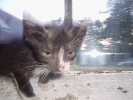 Huskat Flagermus - ens pels bliver ikke køn af at hoppe ned i olie. så ved i det! billede 2