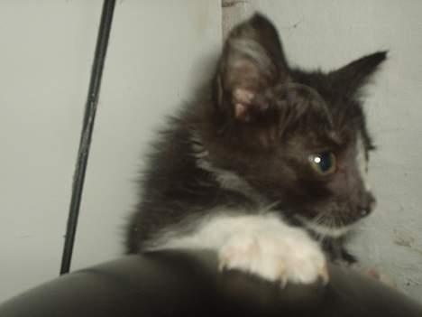 Huskat Flagermus billede 3