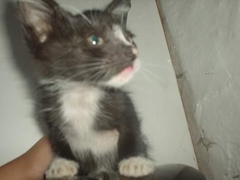 Huskat Flagermus billede 4