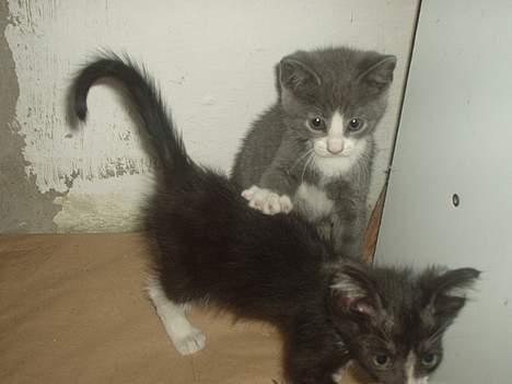 Huskat Flagermus - her er flagermus sammen med garfield da han var rigtig lille :) billede 5