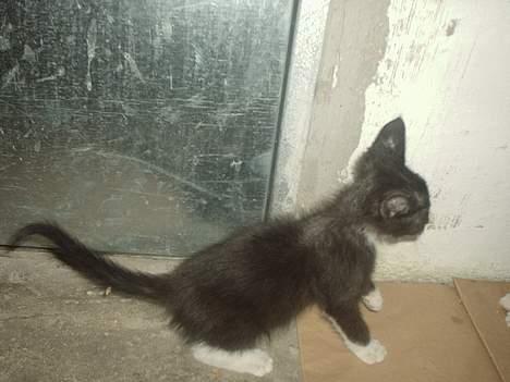 Huskat Flagermus - selvom han er blevet dyppet i olie, så er han altså meget legesyg alligevel! billede 6