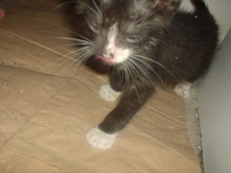 Huskat Flagermus billede 7