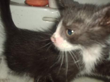 Huskat Flagermus billede 8