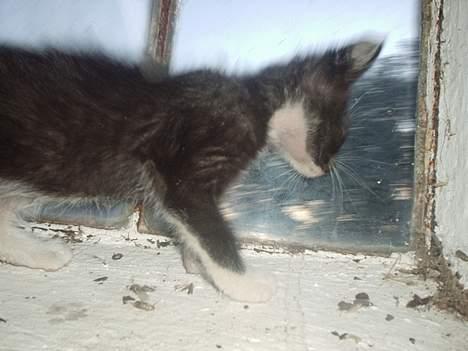 Huskat Flagermus - lukker du mig ikke lige ud? billede 9