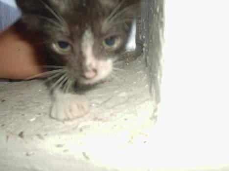 Huskat Flagermus - uhhhhh! kamera! billede 10