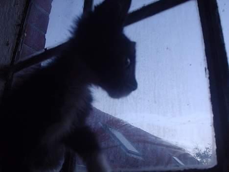 Huskat Flagermus - et ægte natdyr. billede 11