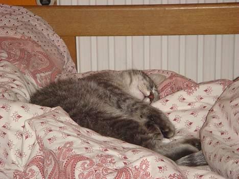 Huskat Mille billede 7