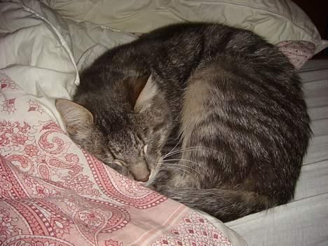 Huskat Mille billede 8