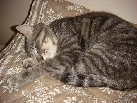 Huskat Mille billede 9