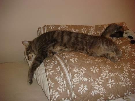 Huskat Mille billede 10