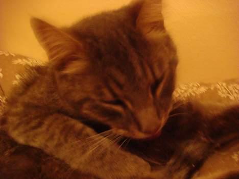 Huskat Mille billede 11