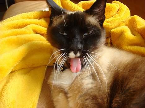 Siameser Kisser billede 7