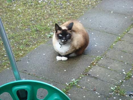 Siameser Kisser billede 8