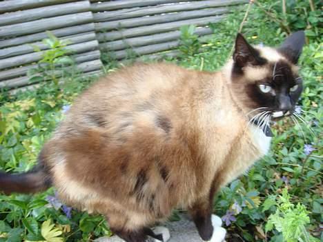 Siameser Kisser billede 9