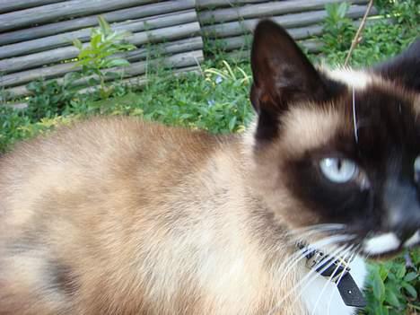 Siameser Kisser billede 10