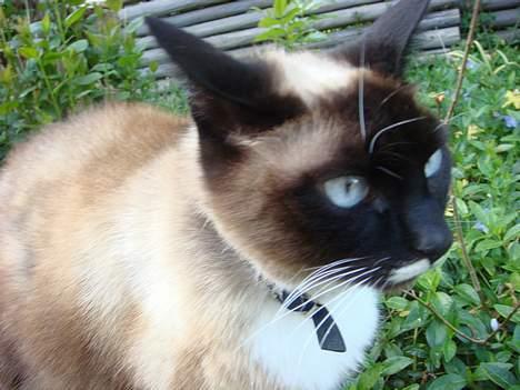 Siameser Kisser billede 11