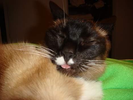 Siameser Kisser billede 12