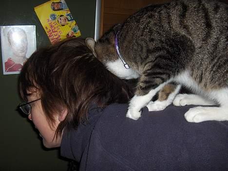 Huskat .sorte død billede 6