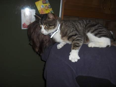 Huskat .sorte død - mor og sortes mor mille                        kommer snar flere billeder billede 7