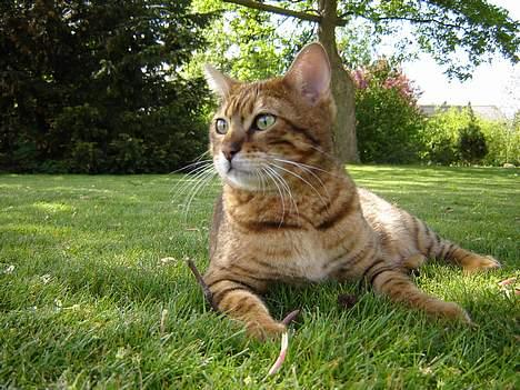 Bengal Bagheera - Her holder jeg vagt i min have.  billede 18