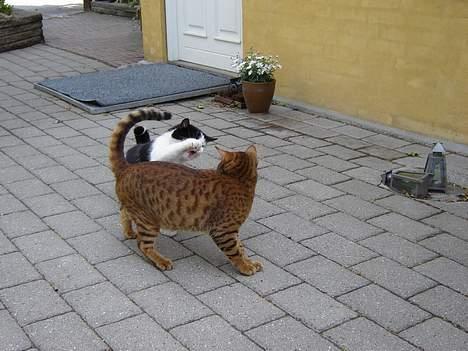 Bengal Bagheera - Her leger jeg med min ven billede 19