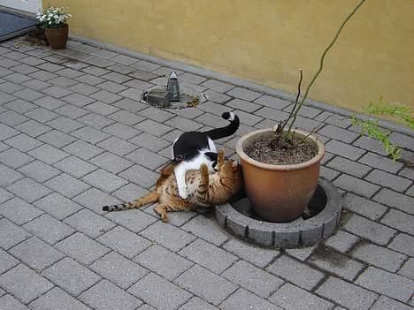 Bengal Bagheera - UPS.... Nu er der ballade  billede 20