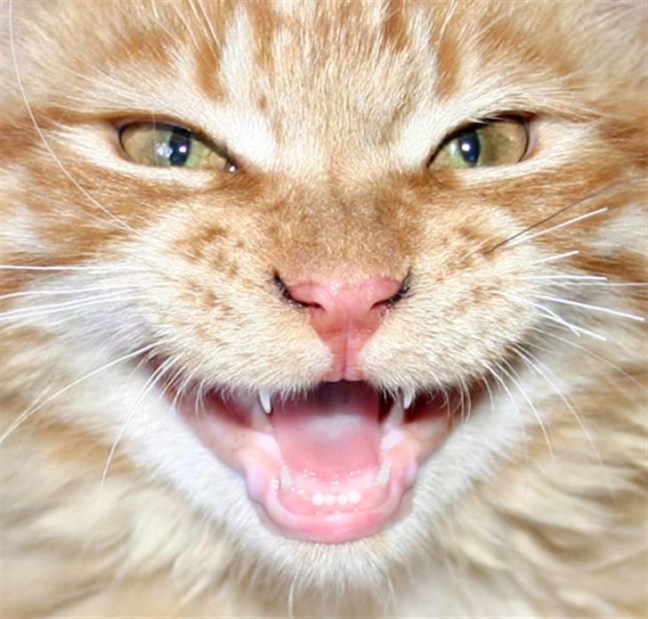 Maine Coon Garfield P - WRAUU!! Jeg er farlig!!!! billede 1