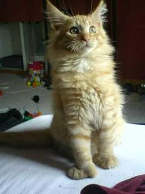 Maine Coon Garfield P - Dejlig charmetrold... 13 uger gammel (Mobilbillede-dårlig kvalitet) billede 2