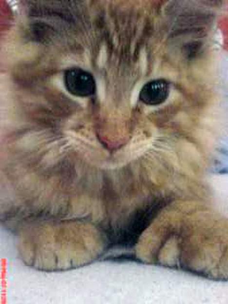 Maine Coon Garfield P - Ja man kan ik andet en at fordybe sig i de dejlige øjne (Mobilbillede-dårlig kvalitet) billede 3