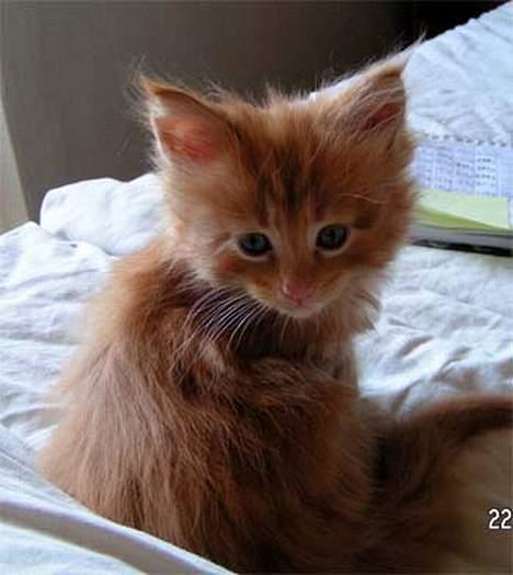 Maine Coon Garfield P - ja det er så det billede jeg blev forelsket i han på, det er fra opdrætterens hjemmeside billede 4