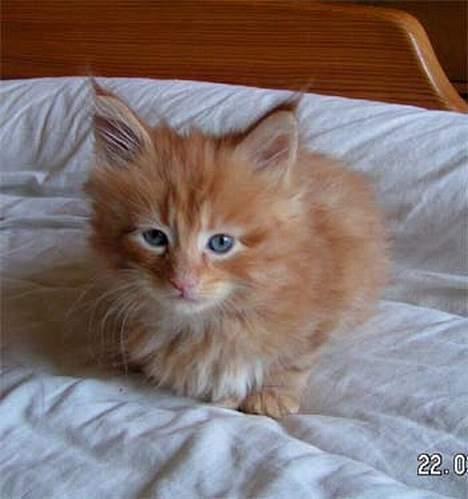 Maine Coon Garfield P - ja det er så det billede jeg blev forelsket i han på, det er fra opdrætterens hjemmeside billede 5