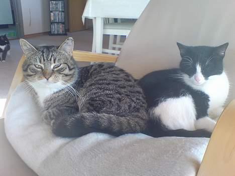 Huskat simmer billede 9