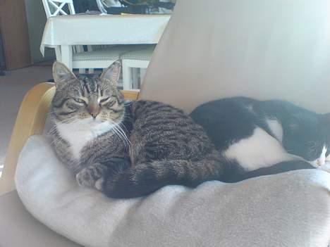 Huskat simmer billede 10