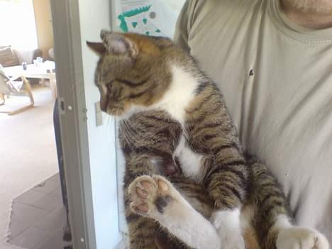 Huskat simmer billede 11