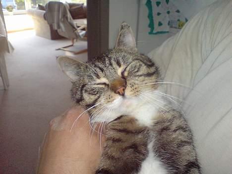 Huskat simmer billede 12