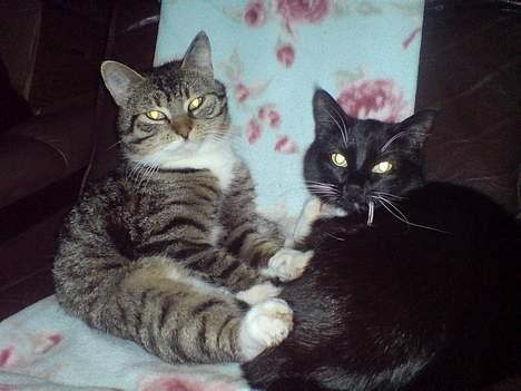 Huskat simmer billede 13