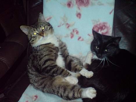 Huskat simmer billede 14