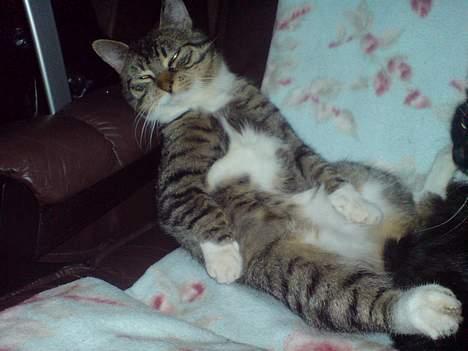 Huskat simmer billede 15