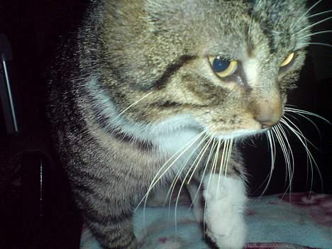 Huskat simmer billede 16