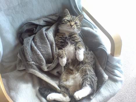 Huskat simmer billede 17