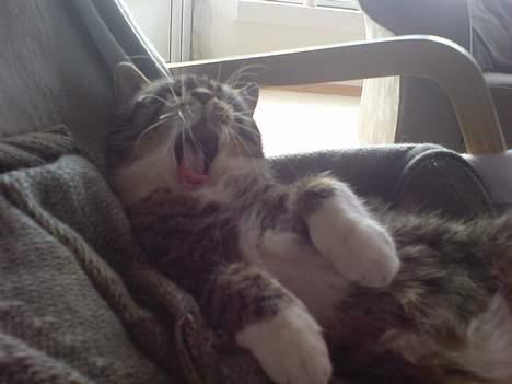 Huskat simmer billede 18