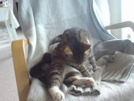 Huskat simmer billede 19