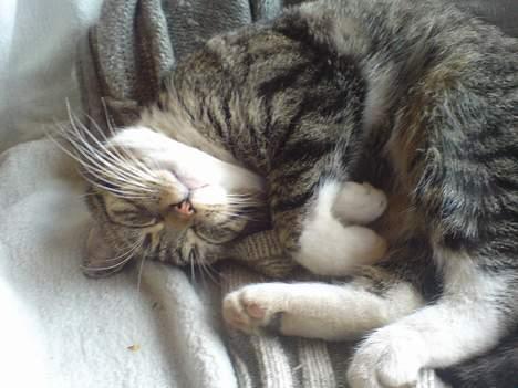 Huskat simmer billede 20