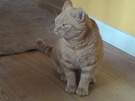 Huskat Garfield billede 1