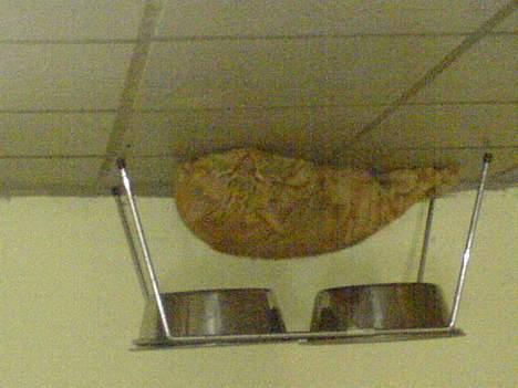 Huskat Garfield billede 2