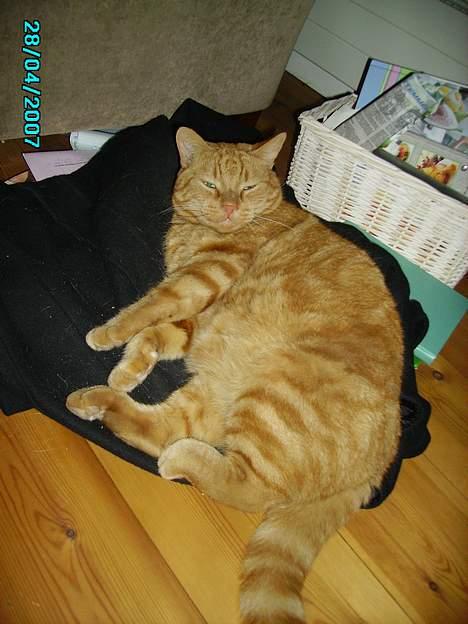 Huskat Garfield billede 3