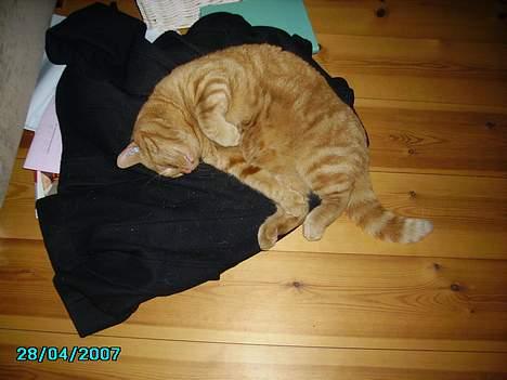 Huskat Garfield billede 4