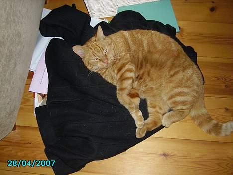 Huskat Garfield billede 6