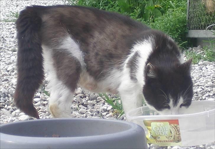 Huskat Tabita billede 5